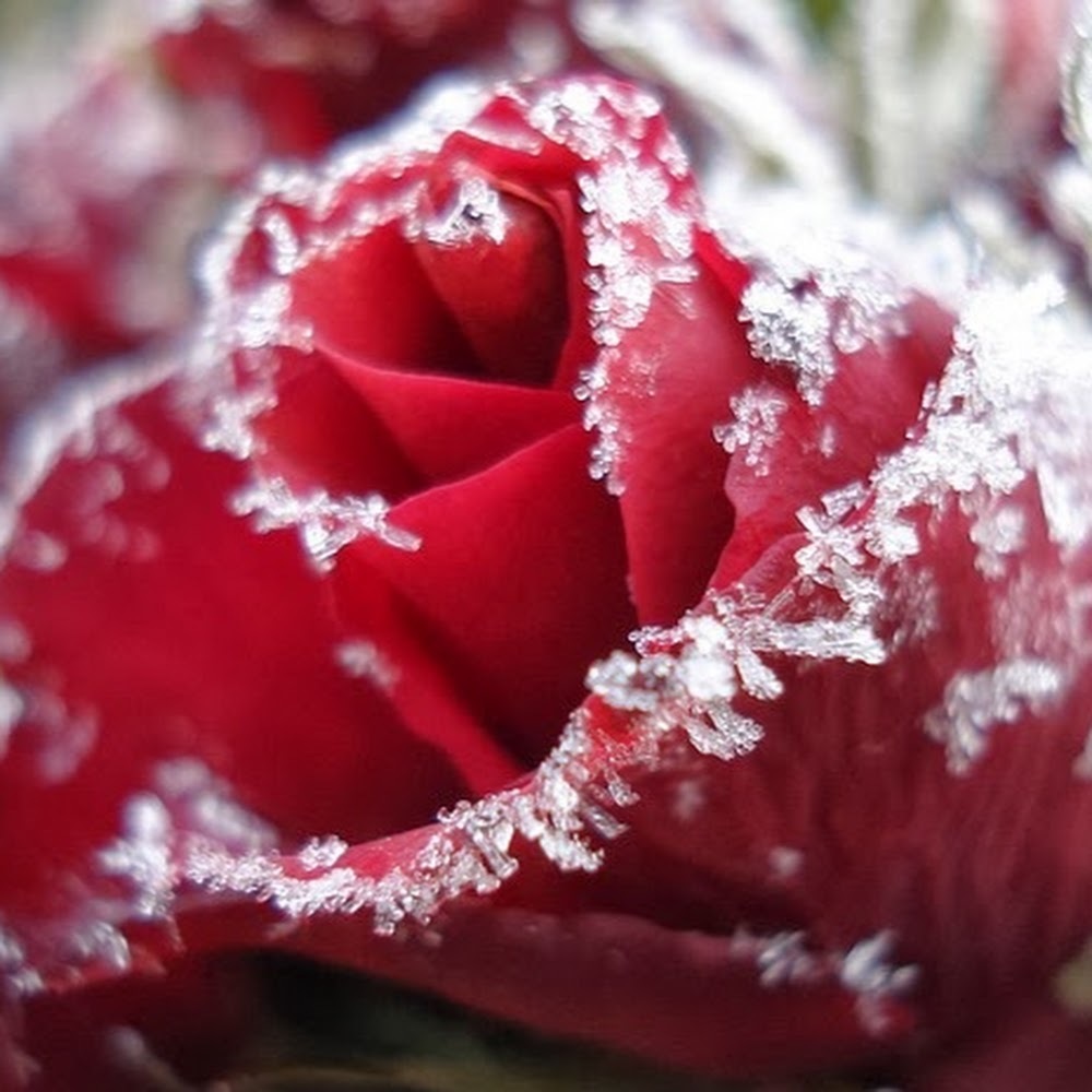 Meet your Posher, Ramona